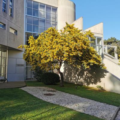 Mimosa en fleurs